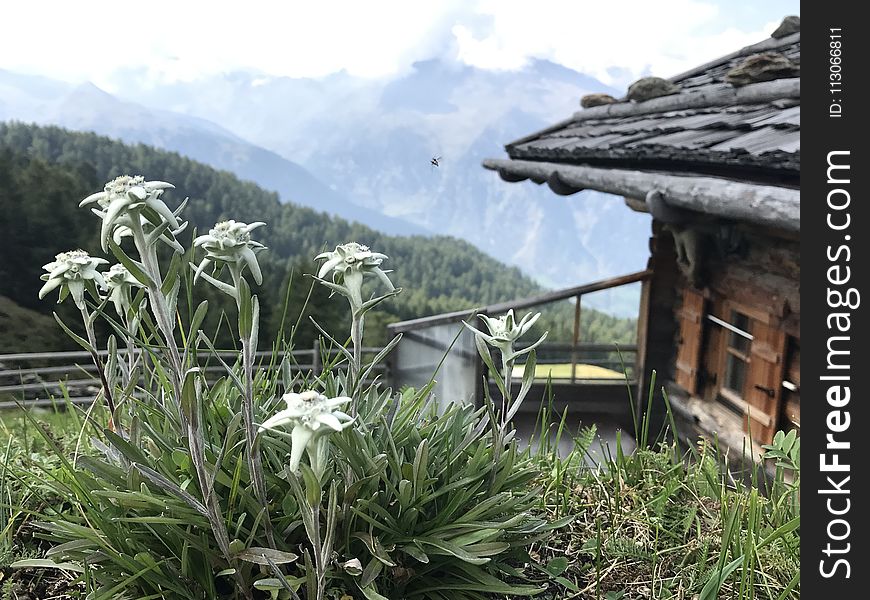 Plant, Flora, Flower, Mountain