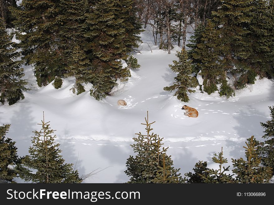 Snow, Winter, Tree, Reflection