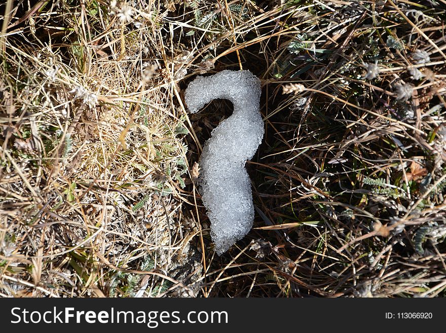 Fauna, Grass, Terrestrial Animal