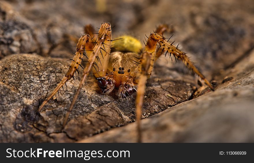 Insect, Invertebrate, Spider, Macro Photography