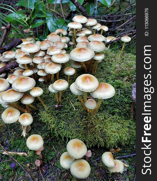 Fungus, Mushroom, Edible Mushroom, Medicinal Mushroom