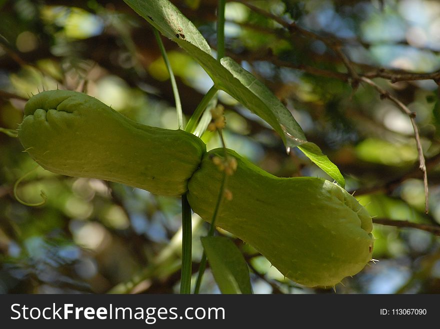 Leaf, Vegetation, Plant, Branch