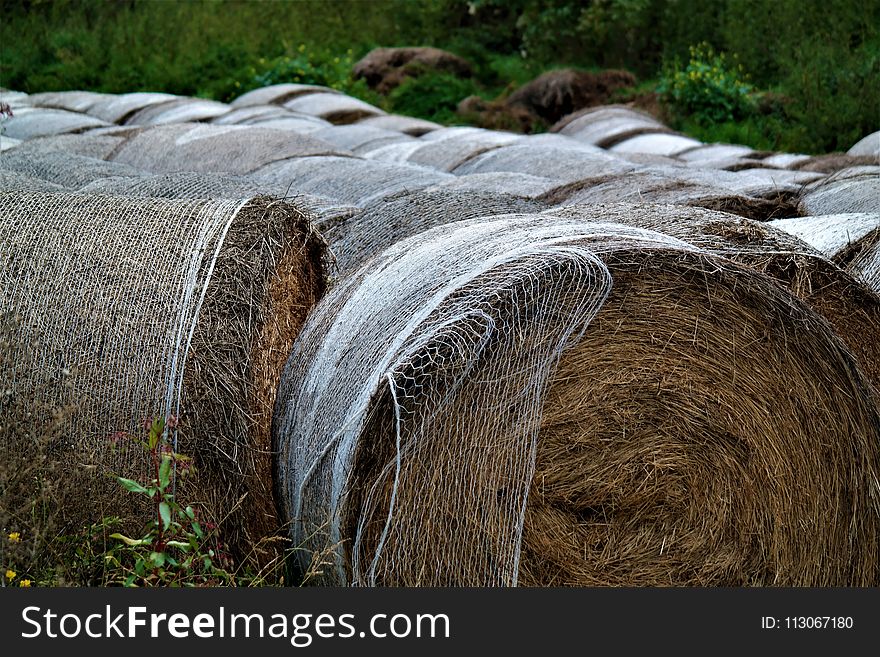 Grass, Water, Grass Family, Wood