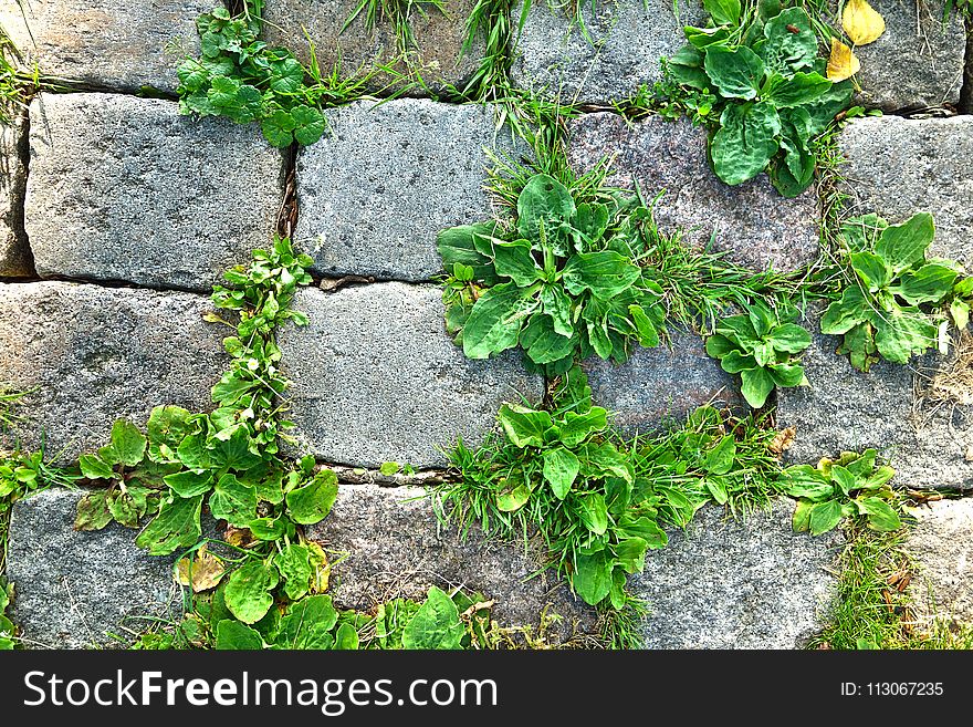 Plant, Leaf, Flora, Herb