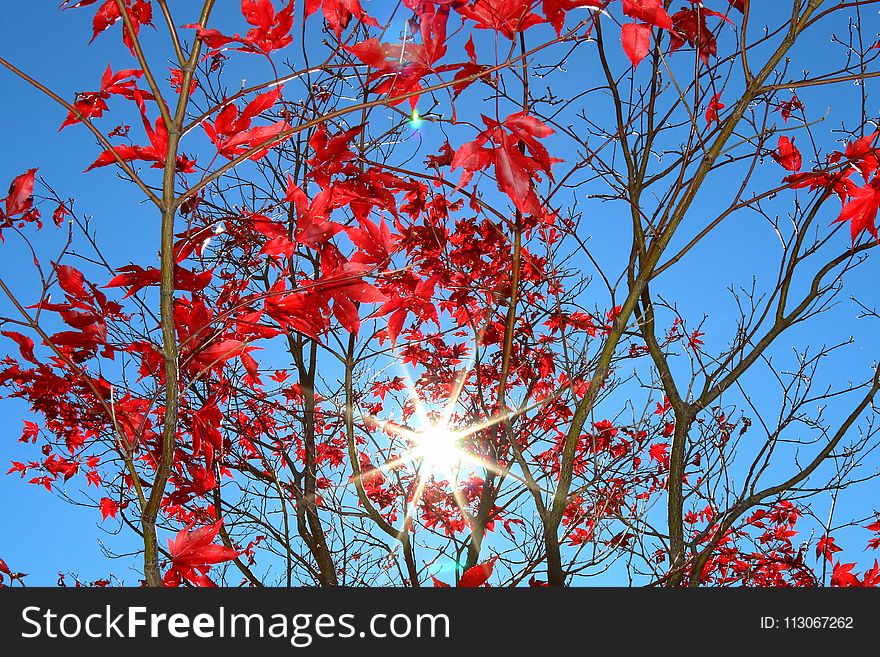 Red, Sky, Branch, Flora