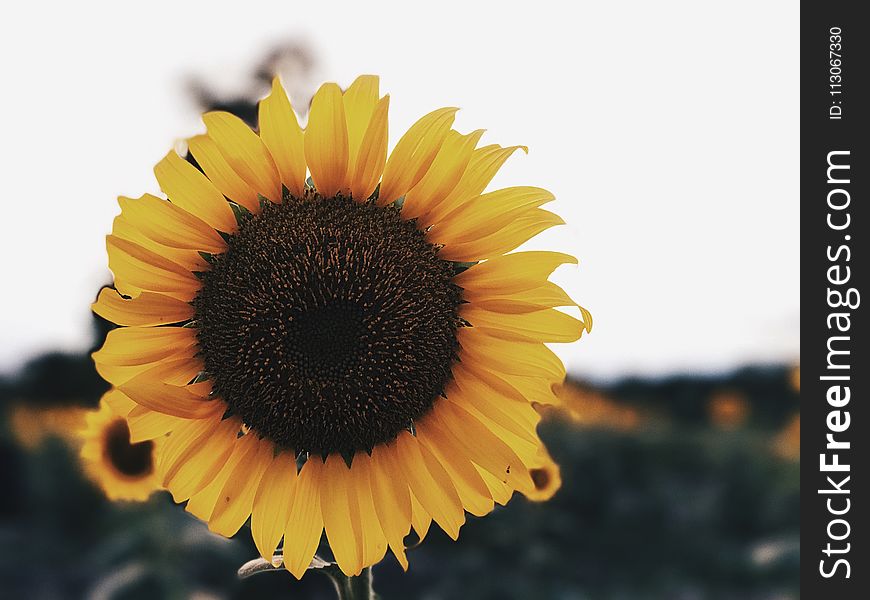 Flower, Sunflower, Yellow, Sunflower Seed