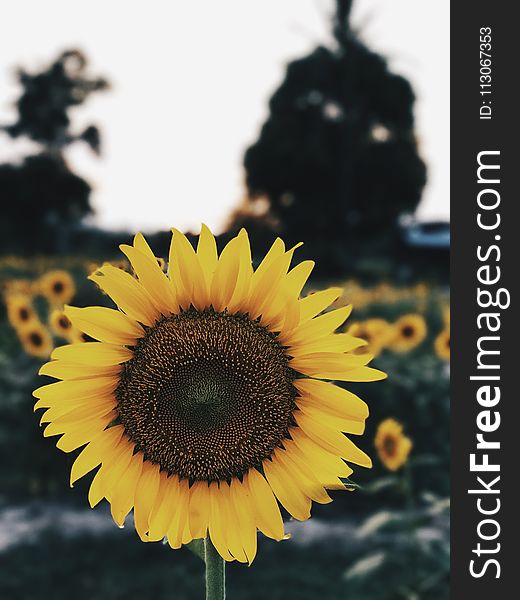 Sunflower, Flower, Yellow, Sunflower Seed