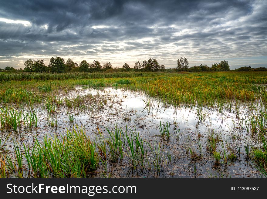 Marsh, Wetland, Reflection, Sky