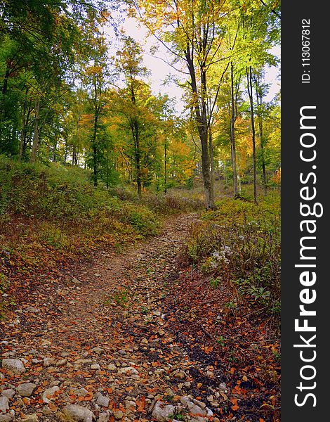 Leaf, Nature, Woodland, Path