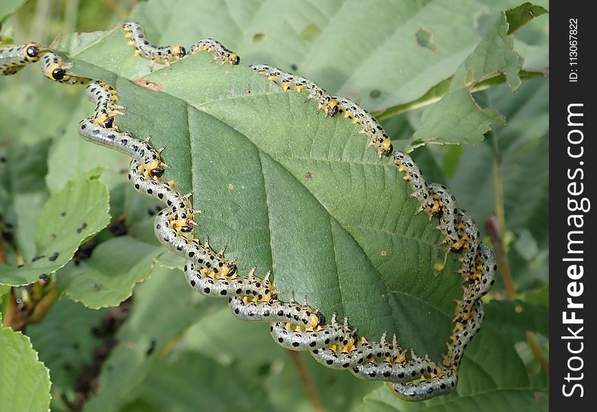 Caterpillar, Leaf, Larva, Organism