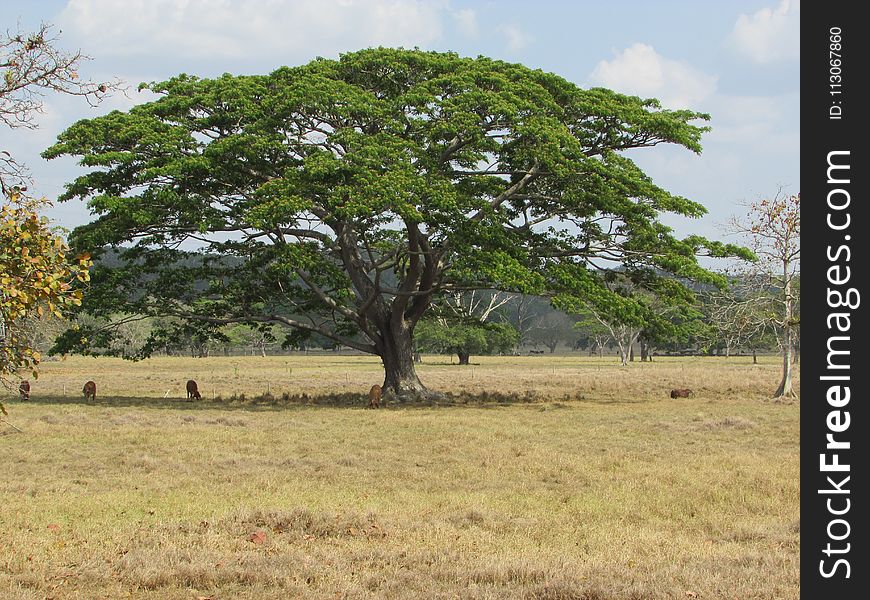 Tree, Savanna, Ecosystem, Vegetation