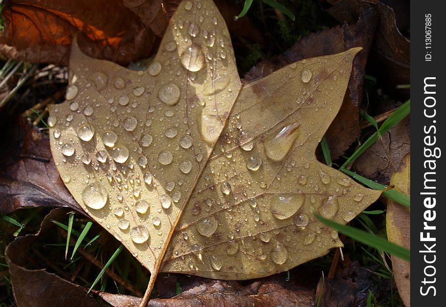 Leaf, Flora, Plant, Autumn