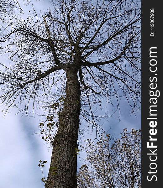 Tree, Branch, Woody Plant, Sky