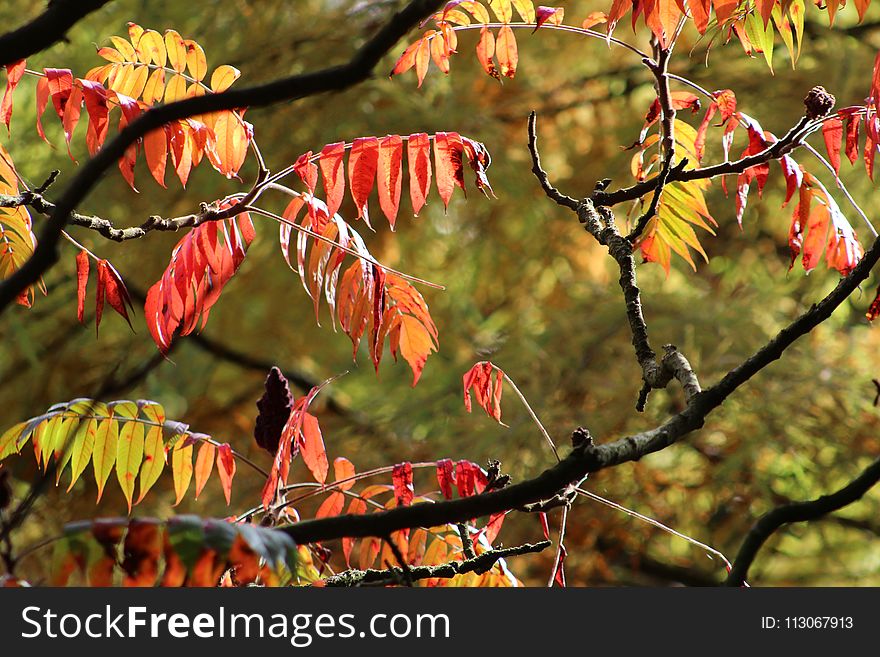 Leaf, Autumn, Deciduous, Vegetation