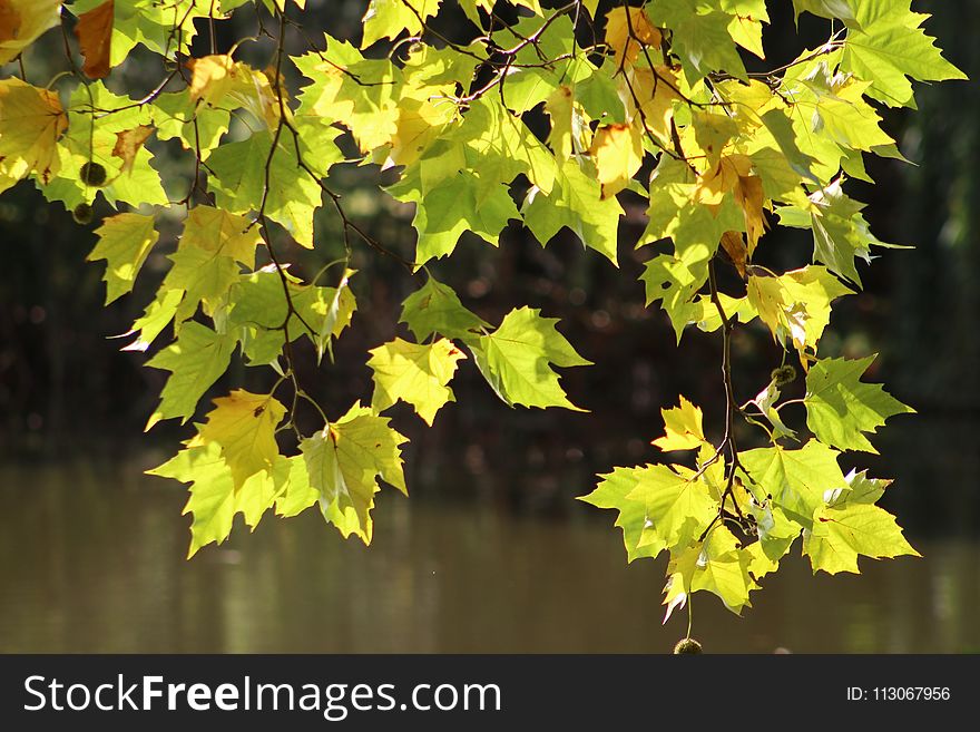 Leaf, Branch, Tree, Autumn