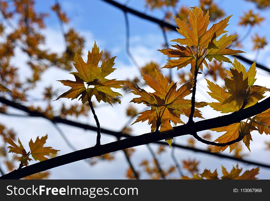 Leaf, Autumn, Tree, Branch