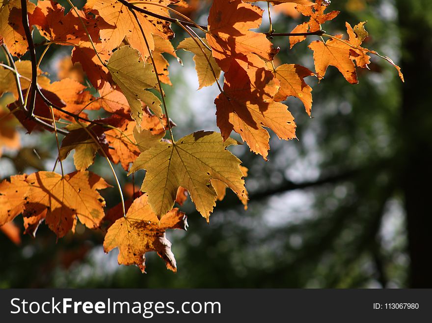 Leaf, Autumn, Maple Leaf, Branch