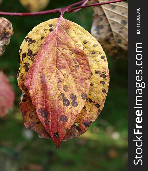 Leaf, Flora, Autumn, Deciduous