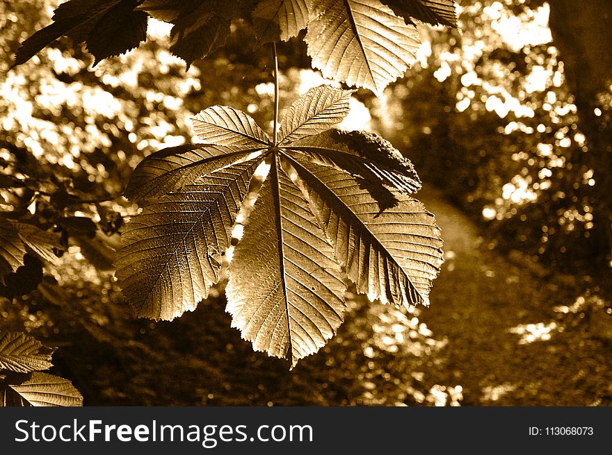 Leaf, Tree, Sunlight, Autumn