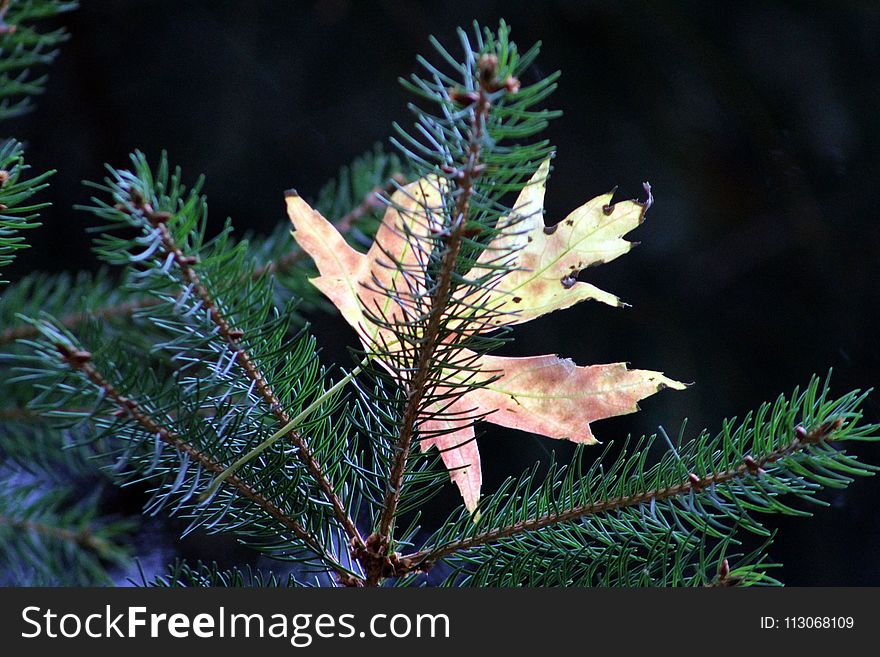 Pine Family, Spruce, Conifer, Tree