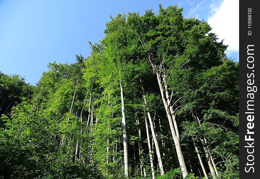 Vegetation, Tree, Nature, Ecosystem