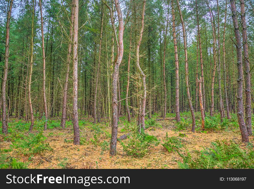 Ecosystem, Woodland, Temperate Broadleaf And Mixed Forest, Forest