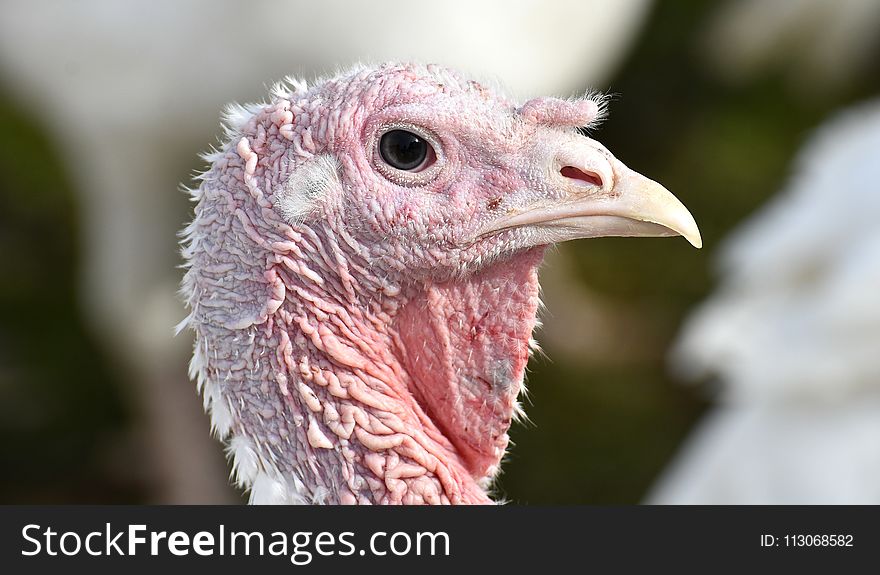 Beak, Galliformes, Bird, Domesticated Turkey