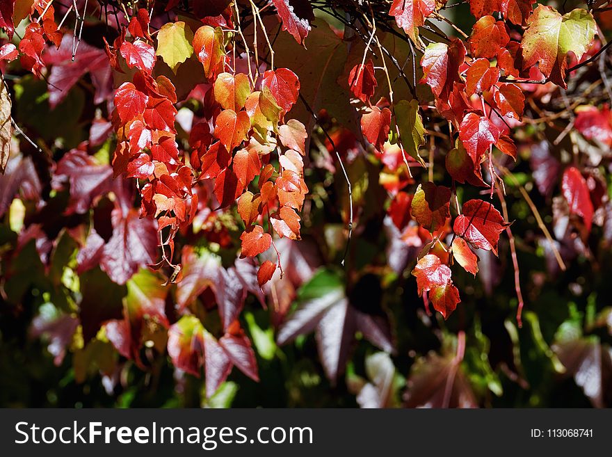 Flora, Leaf, Plant, Autumn