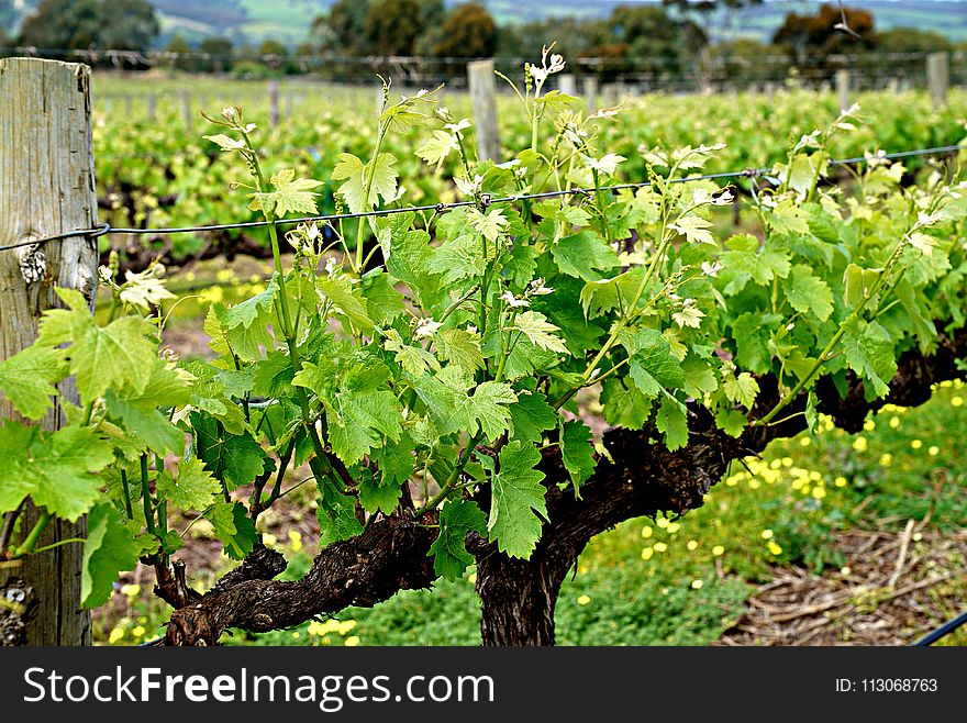 Agriculture, Vineyard, Grapevine Family, Plant