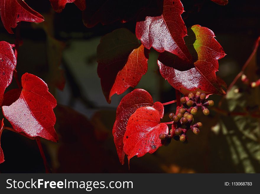 Red, Flora, Leaf, Autumn