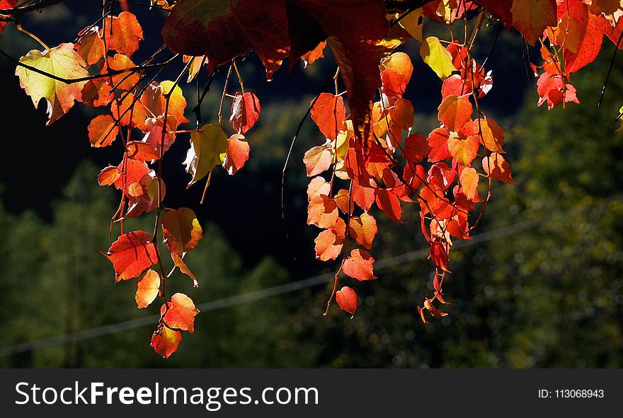 Autumn, Flora, Leaf, Deciduous