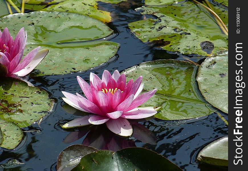 Flower, Plant, Flora, Water