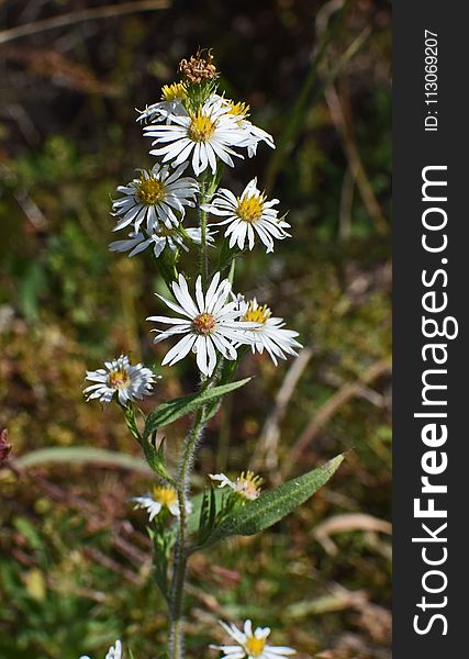 Flower, Plant, Flora, Aster