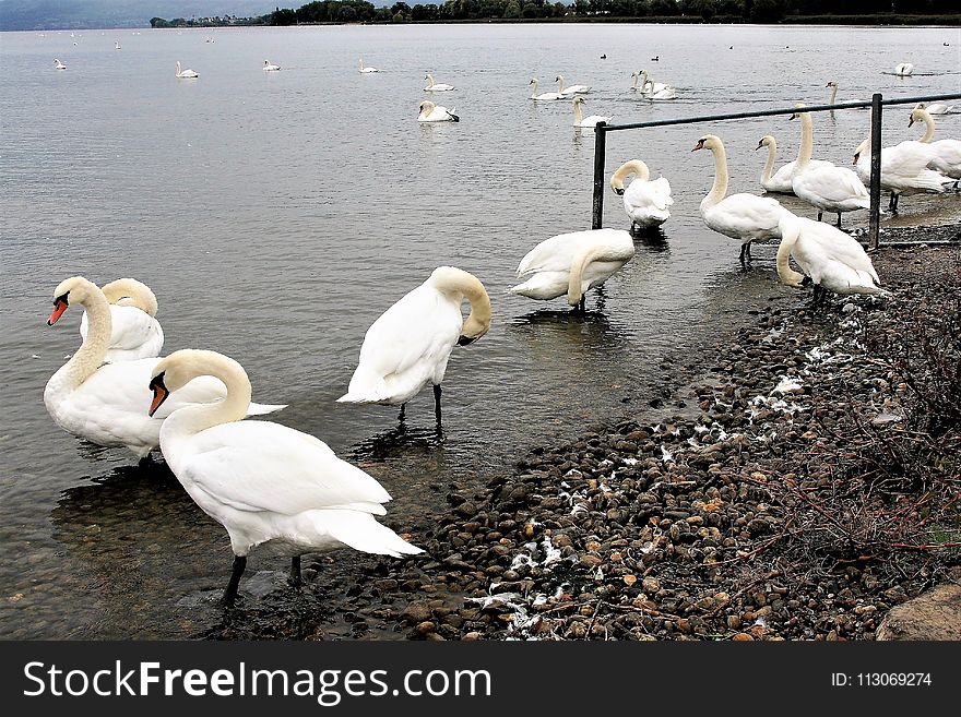 Bird, Swan, Water Bird, Ducks Geese And Swans