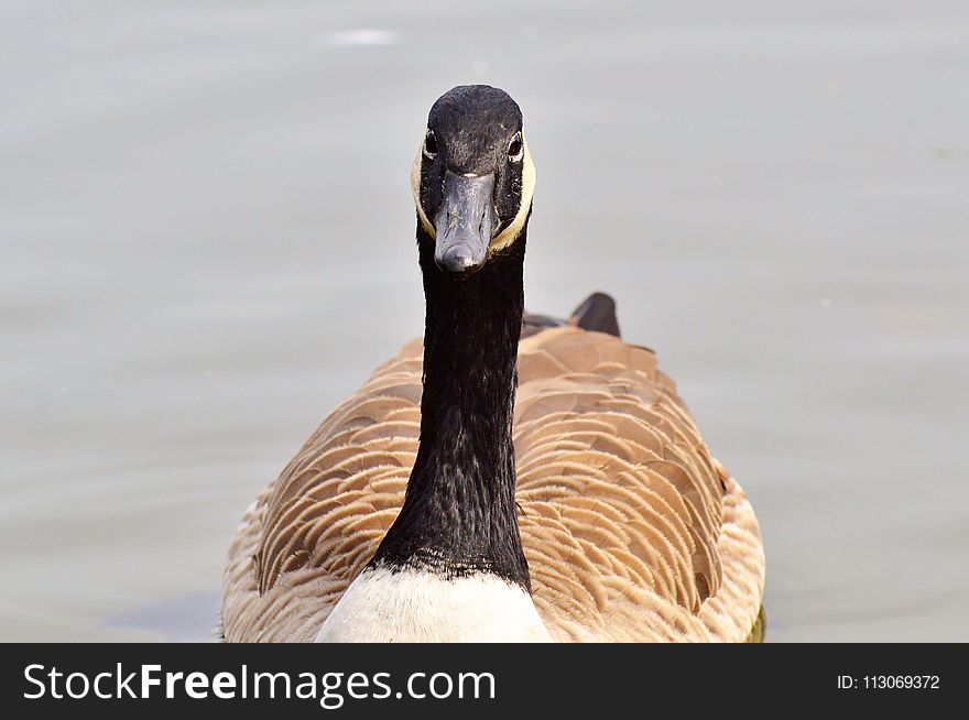 Bird, Beak, Water Bird, Ducks Geese And Swans