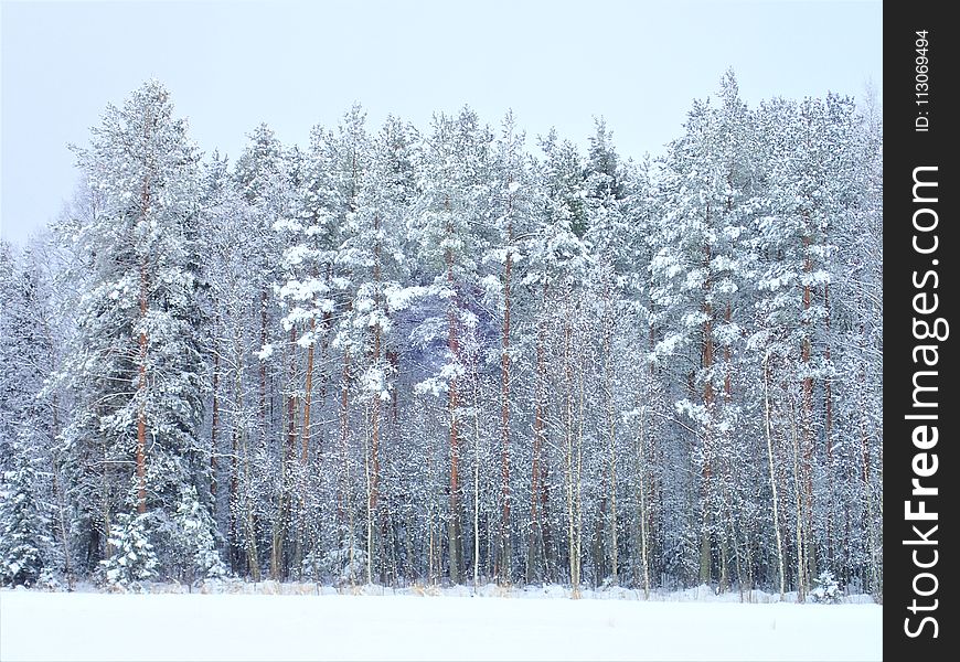 Winter, Snow, Tree, Frost