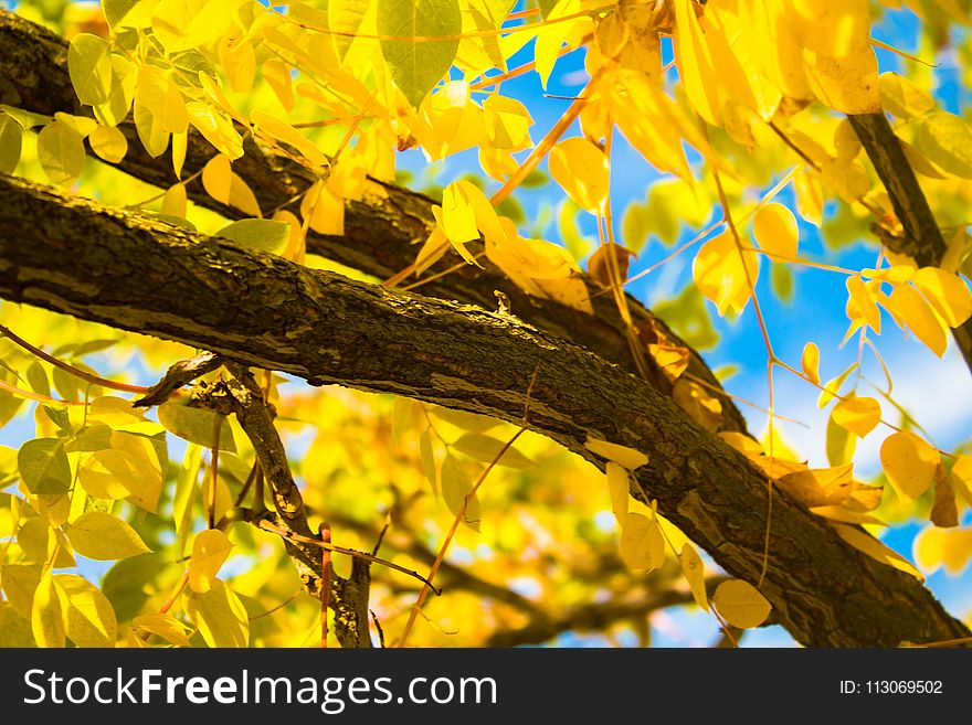 Branch, Yellow, Leaf, Tree