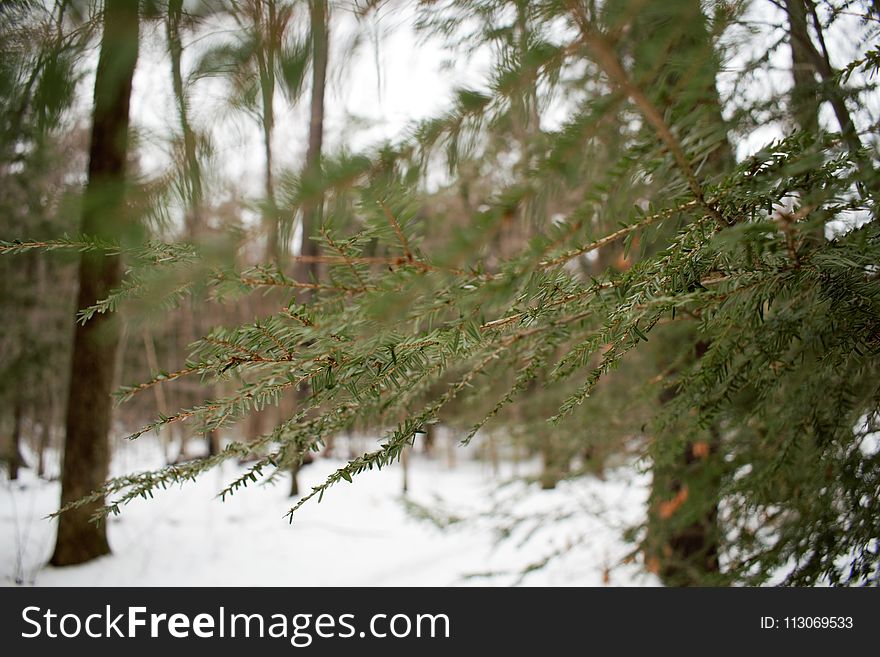 Snow, Winter, Tree, Ecosystem