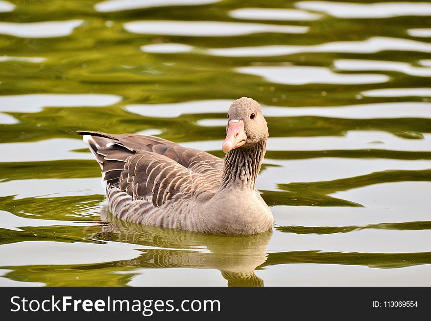 Bird, Water, Water Bird, Fauna