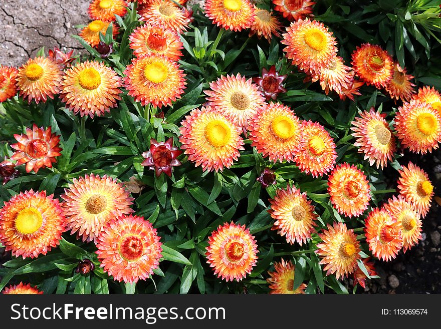 Flower, Plant, Flowering Plant, Blanket Flowers