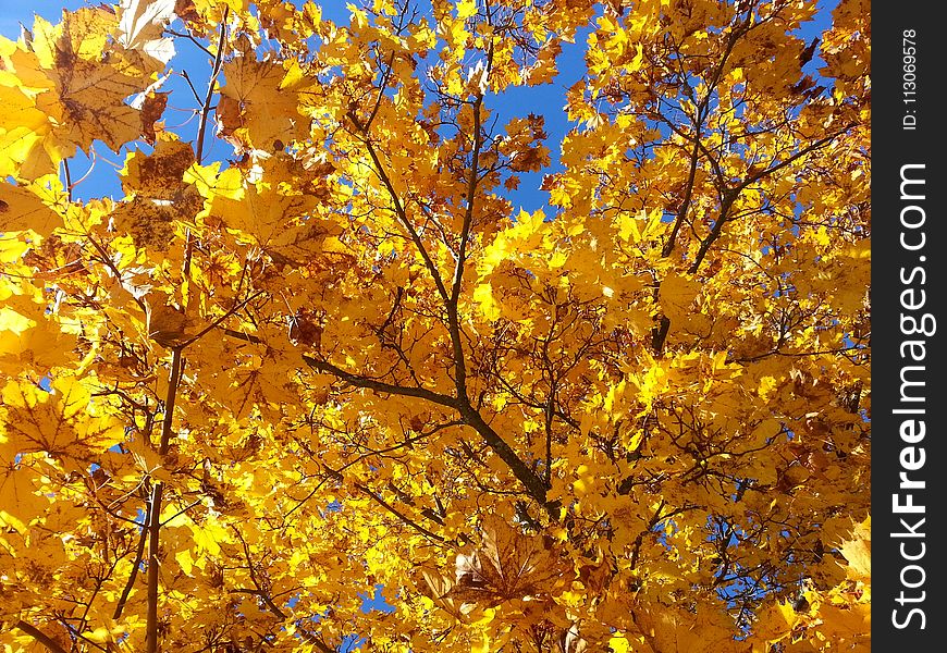 Yellow, Autumn, Tree, Branch