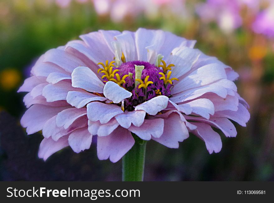 Flower, Flora, Purple, Petal