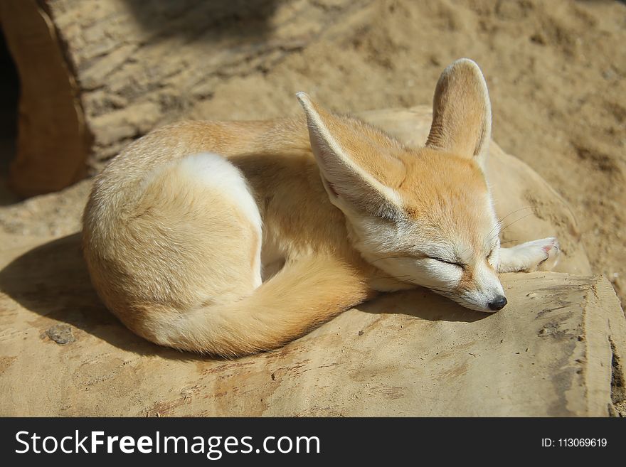 Fox, Dog Like Mammal, Mammal, Fauna