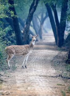 Spotted Deer Royalty Free Stock Photography