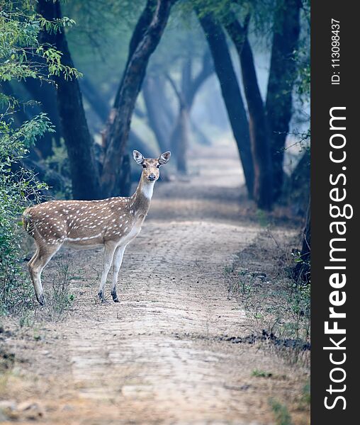 Spotted deer