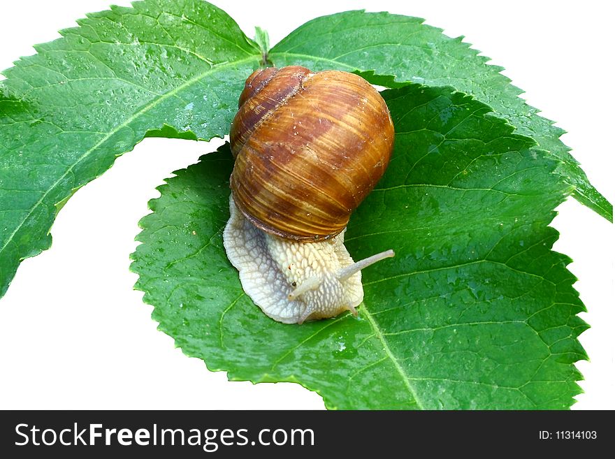 Helix pomatia, which is very fond of the French, crawling on a green leaf