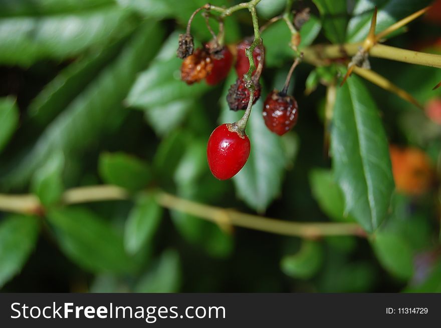 Red fruit in the city with green leaves. Red fruit in the city with green leaves