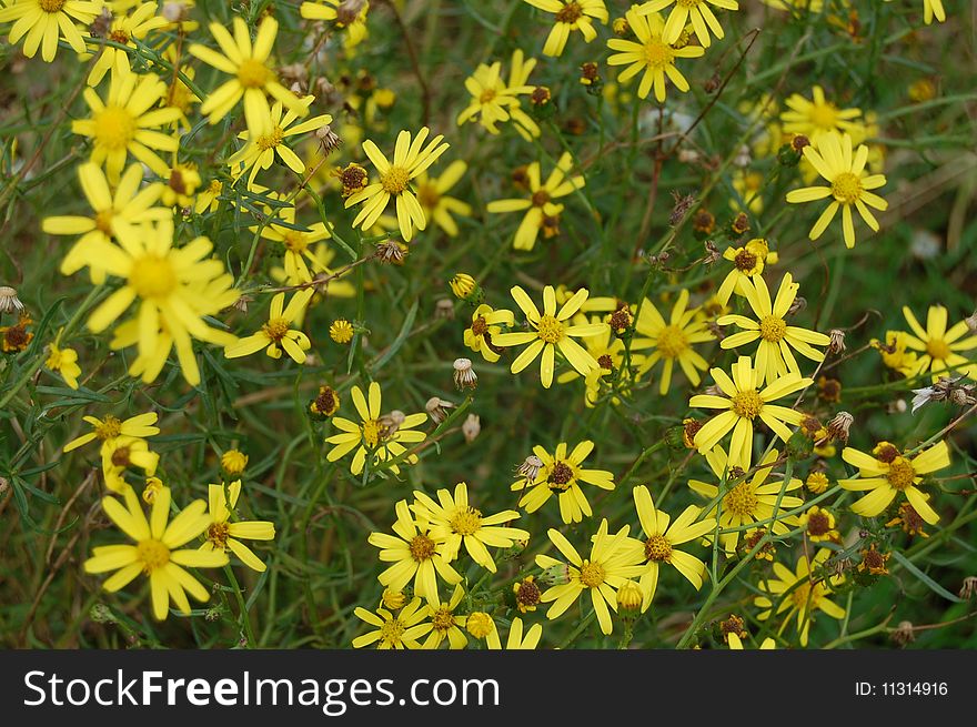 Yellow flowers