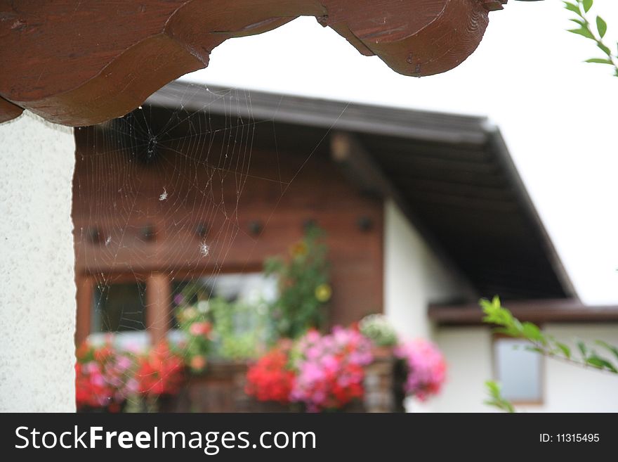 Spider web and flowers in Tirol Austria