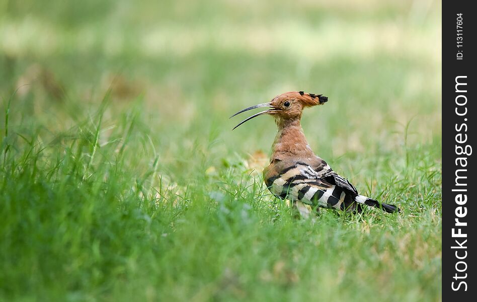 Hoopoe